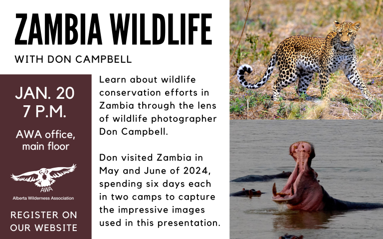 Zambia-Wildlife-talk-night-poster-768x479.png